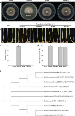 Molecular characterization of a novel strain of Bacillus halotolerans protecting wheat from sheath blight disease caused by Rhizoctonia solani Kühn